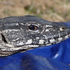 Varanus rosenbergi at Namadgi National Park - 25 Sep 2019