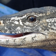 Varanus rosenbergi (Heath or Rosenberg's Monitor) at Booth, ACT - 25 Sep 2019 by DonFletcher