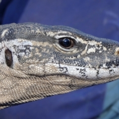 Varanus rosenbergi at Namadgi National Park - 25 Sep 2019