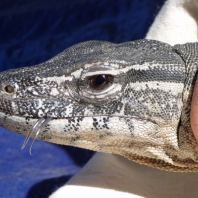 Varanus rosenbergi (Heath or Rosenberg's Monitor) at Booth, ACT - 9 Oct 2019 by DonFletcher