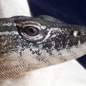 Varanus rosenbergi at Namadgi National Park - suppressed