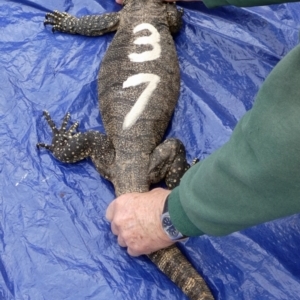 Varanus rosenbergi at Namadgi National Park - suppressed