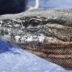 Varanus rosenbergi at Namadgi National Park - suppressed