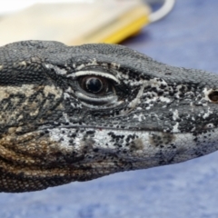 Varanus rosenbergi at Namadgi National Park - 10 Oct 2019