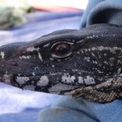 Varanus rosenbergi (Heath or Rosenberg's Monitor) at Mount Clear, ACT - 21 Nov 2019 by DonFletcher