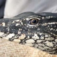 Varanus rosenbergi (Heath or Rosenberg's Monitor) at Namadgi National Park - 22 Oct 2019 by DonFletcher