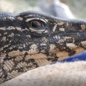 Varanus rosenbergi at Namadgi National Park - suppressed