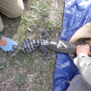 Varanus rosenbergi at Namadgi National Park - suppressed