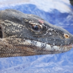 Varanus rosenbergi (Heath or Rosenberg's Monitor) at Namadgi National Park - 22 Oct 2019 by DonFletcher