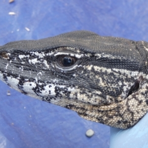 Varanus rosenbergi at Namadgi National Park - suppressed