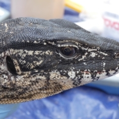 Varanus rosenbergi at Namadgi National Park - suppressed