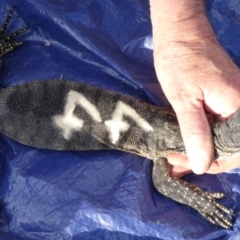 Varanus rosenbergi at Namadgi National Park - 22 Oct 2019