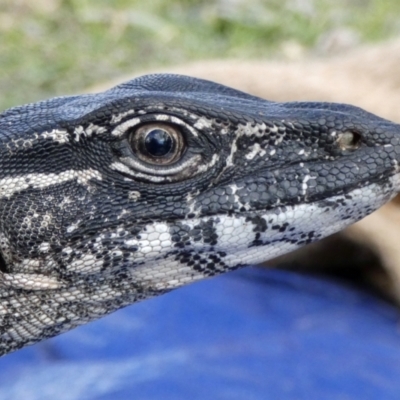 Varanus rosenbergi (Heath or Rosenberg's Monitor) at Booth, ACT - 22 Oct 2019 by DonFletcher