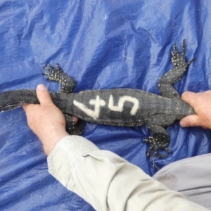 Varanus rosenbergi at Namadgi National Park - 22 Oct 2019