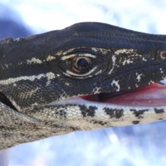 Varanus rosenbergi (Heath or Rosenberg's Monitor) at Namadgi National Park - 23 Oct 2019 by DonFletcher