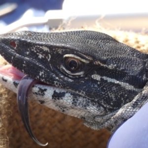 Varanus rosenbergi at Namadgi National Park - 23 Oct 2019