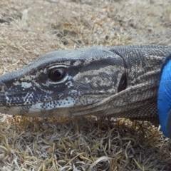 Varanus rosenbergi (Heath or Rosenberg's Monitor) at Booth, ACT - 26 Nov 2019 by DonFletcher