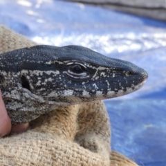 Varanus rosenbergi (Heath or Rosenberg's Monitor) at Booth, ACT - 23 Oct 2019 by DonFletcher