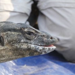 Varanus rosenbergi (Heath or Rosenberg's Monitor) at Mount Clear, ACT - 23 Oct 2019 by DonFletcher