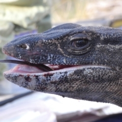 Varanus rosenbergi at Namadgi National Park - suppressed