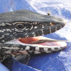 Varanus rosenbergi (Heath or Rosenberg's Monitor) at Mount Clear, ACT - 23 Oct 2019 by DonFletcher