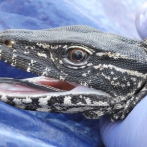 Varanus rosenbergi at Namadgi National Park - 23 Oct 2019