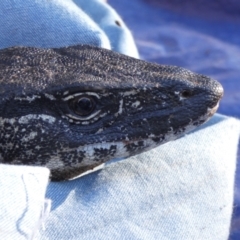 Varanus rosenbergi (Heath or Rosenberg's Monitor) at Namadgi National Park - 23 Oct 2019 by DonFletcher