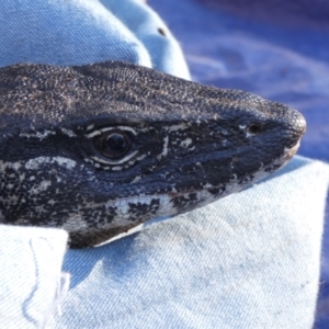 Varanus rosenbergi at Namadgi National Park - suppressed