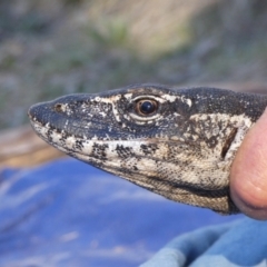 Varanus rosenbergi at Namadgi National Park - suppressed