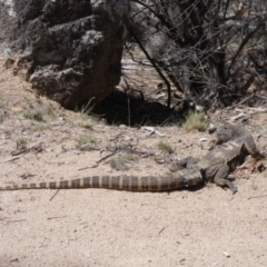 Varanus rosenbergi at Namadgi National Park - suppressed