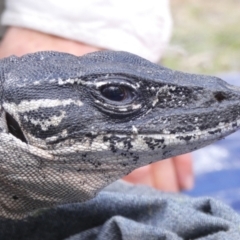 Varanus rosenbergi (Heath or Rosenberg's Monitor) at Booth, ACT - 24 Oct 2019 by DonFletcher