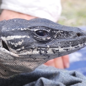 Varanus rosenbergi at Namadgi National Park - suppressed