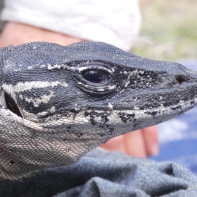 Varanus rosenbergi (Heath or Rosenberg's Monitor) at Booth, ACT - 24 Oct 2019 by DonFletcher