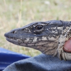 Varanus rosenbergi at Namadgi National Park - suppressed