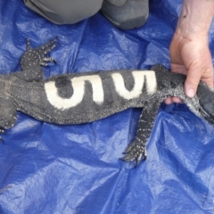 Varanus rosenbergi at Namadgi National Park - suppressed