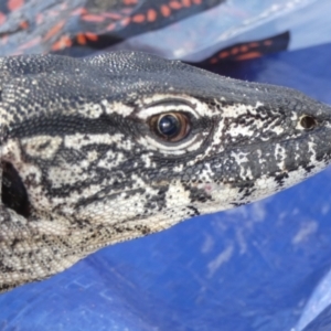 Varanus rosenbergi at Namadgi National Park - suppressed