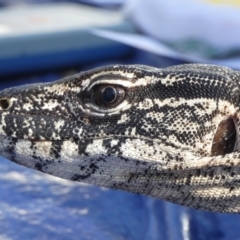 Varanus rosenbergi at Namadgi National Park - 24 Oct 2019