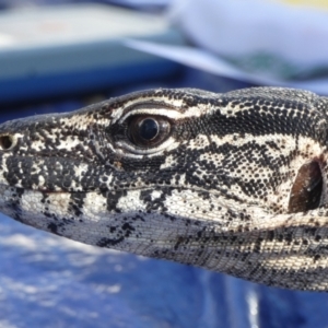 Varanus rosenbergi at Namadgi National Park - suppressed