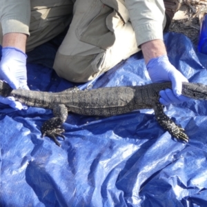 Varanus rosenbergi at Namadgi National Park - suppressed