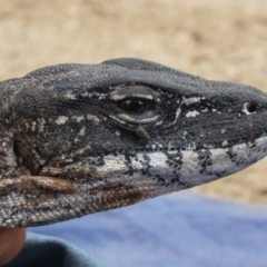 Varanus rosenbergi (Heath or Rosenberg's Monitor) at Namadgi National Park - 10 Dec 2019 by DonFletcher