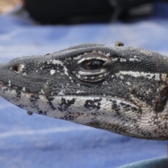 Varanus rosenbergi at Namadgi National Park - 10 Dec 2019