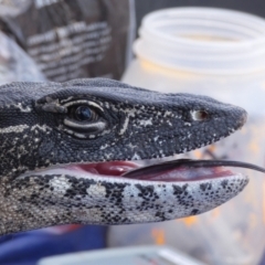 Varanus rosenbergi (Heath or Rosenberg's Monitor) at Namadgi National Park - 24 Oct 2019 by DonFletcher