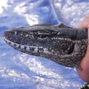 Varanus rosenbergi at Namadgi National Park - 24 Oct 2019