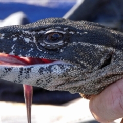 Varanus rosenbergi (Heath or Rosenberg's Monitor) at Namadgi National Park - 29 Oct 2019 by DonFletcher