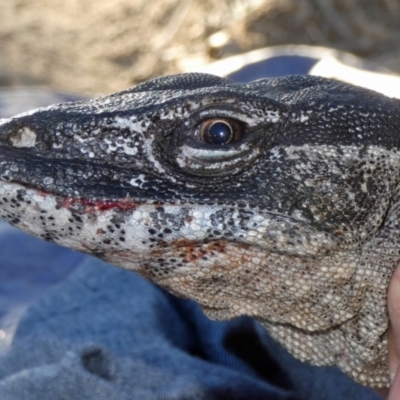 Varanus rosenbergi (Heath or Rosenberg's Monitor) at Namadgi National Park - 29 Oct 2019 by DonFletcher