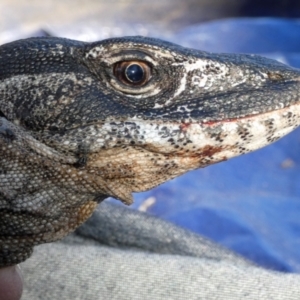 Varanus rosenbergi at Namadgi National Park - 29 Oct 2019