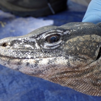 Varanus rosenbergi (Heath or Rosenberg's Monitor) at Booth, ACT - 21 Nov 2019 by DonFletcher