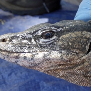 Varanus rosenbergi at Namadgi National Park - 21 Nov 2019