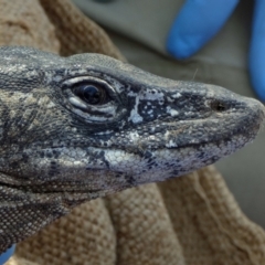 Varanus rosenbergi at Namadgi National Park - 21 Nov 2019