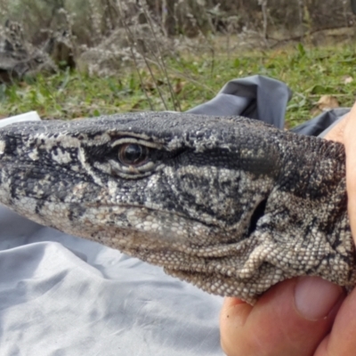 Varanus rosenbergi (Heath or Rosenberg's Monitor) at Namadgi National Park - 13 Apr 2019 by DonFletcher